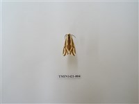 藏品(褐帶污燈蛾)的圖片